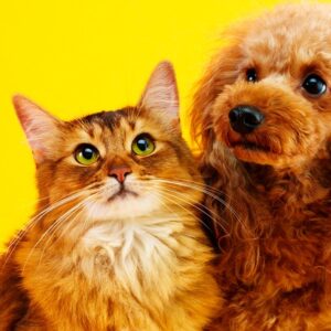 Leia mais sobre o artigo Saúde dos Pets e Imposto de Renda: A Proposta que Integra Bem-Estar Animal, Finanças e Tecnologia