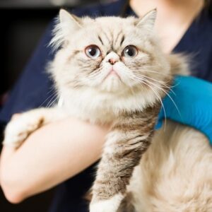 Leia mais sobre o artigo FGTS para Pets: O Projeto de Lei que Pode Redefinir Benefícios e a Gestão Empresarial