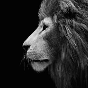 Leia mais sobre o artigo A Receita Federal e a Era Digital do IR 2026: Lives, Contadores Conectados e Como Sua Empresa Pode Liderar a Conformidade